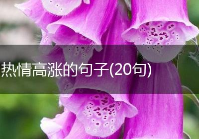 热情高涨的句子(20句)