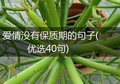 爱情没有保质期的句子(优选40句)