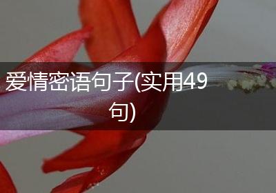 爱情密语句子(实用49句)