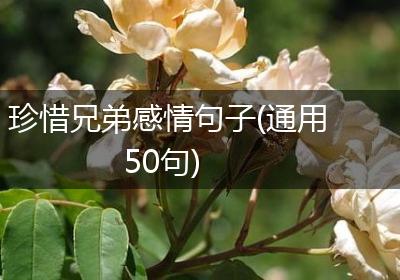 珍惜兄弟感情句子(通用50句)