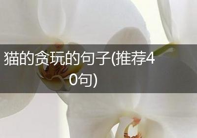 猫的贪玩的句子(推荐40句)