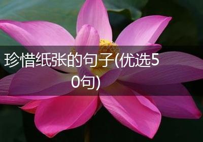珍惜纸张的句子(优选50句)