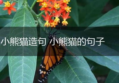 小熊猫造句 小熊猫的句子