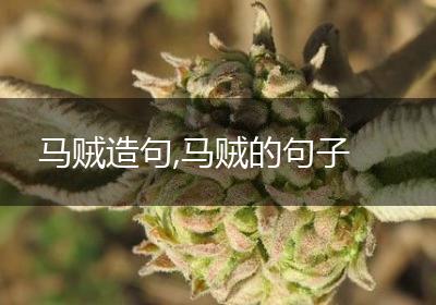 马贼造句,马贼的句子