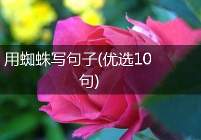 用蜘蛛写句子(优选10句)