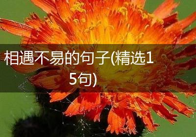 相遇不易的句子(精选15句)