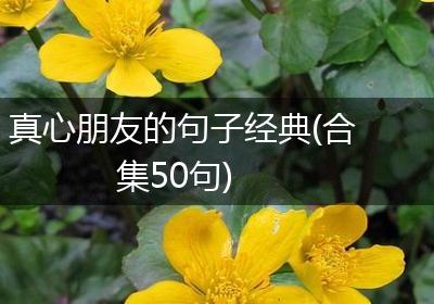 真心朋友的句子经典(合集50句)
