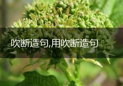 吹断造句,用吹断造句