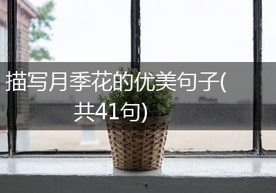 描写月季花的优美句子(共41句)