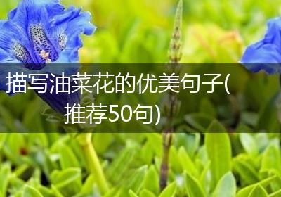 描写油菜花的优美句子(推荐50句)