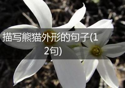 描写熊猫外形的句子(12句)