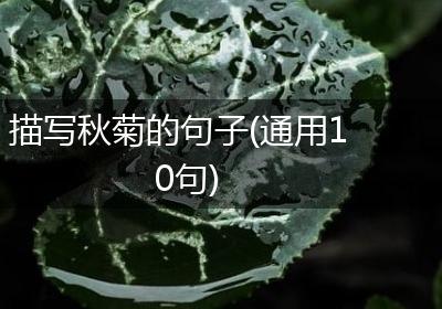 描写秋菊的句子(通用10句)