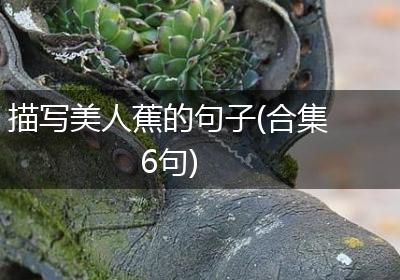 描写美人蕉的句子(合集6句)