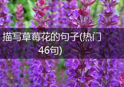 描写草莓花的句子(热门46句)