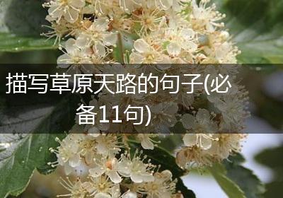 描写草原天路的句子(必备11句)