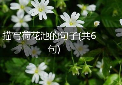 描写荷花池的句子(共6句)