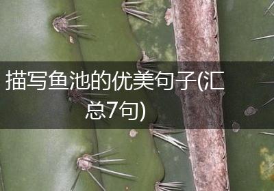 描写鱼池的优美句子(汇总7句)