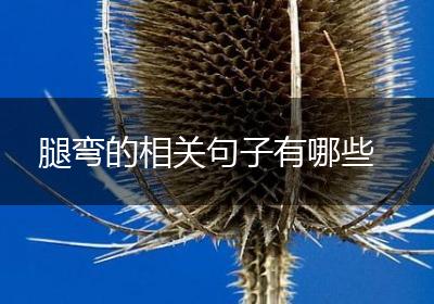 腿弯的相关句子有哪些