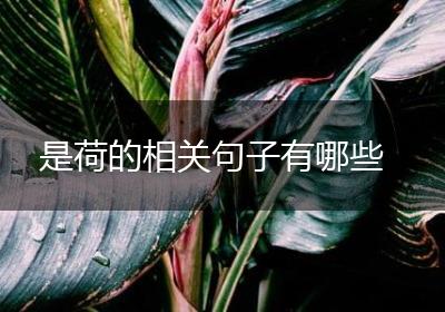 是荷的相关句子有哪些