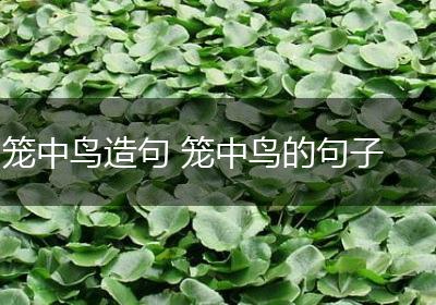 笼中鸟造句 笼中鸟的句子
