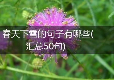 春天下雪的句子有哪些(汇总50句)