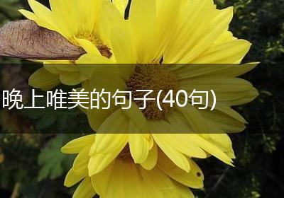 晚上唯美的句子(40句)