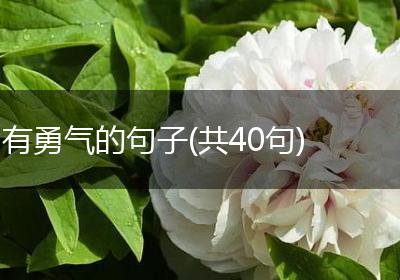 有勇气的句子(共40句)