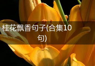 桂花飘香句子(合集10句)