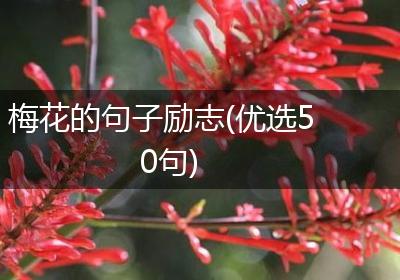 梅花的句子励志(优选50句)