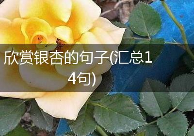 欣赏银杏的句子(汇总14句)