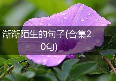 渐渐陌生的句子(合集20句)