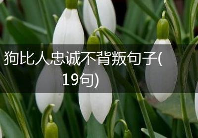 狗比人忠诚不背叛句子(19句)