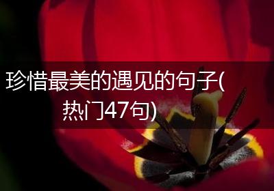 珍惜最美的遇见的句子(热门47句)