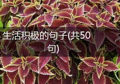 生活积极的句子(共50句)