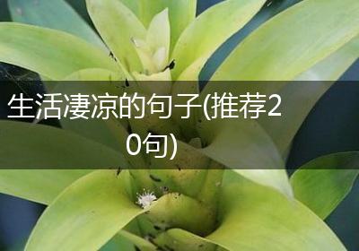 生活凄凉的句子(推荐20句)