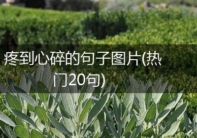 疼到心碎的句子图片(热门20句)