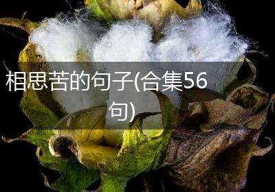 相思苦的句子(合集56句)