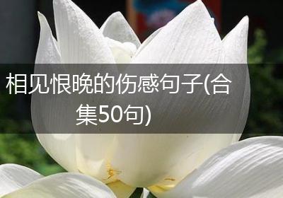 相见恨晚的伤感句子(合集50句)
