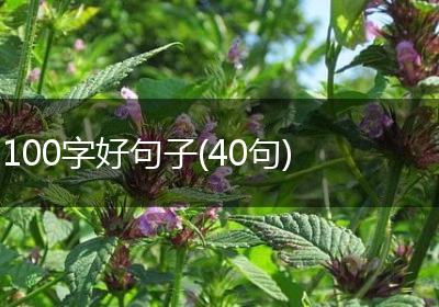 100字好句子(40句)