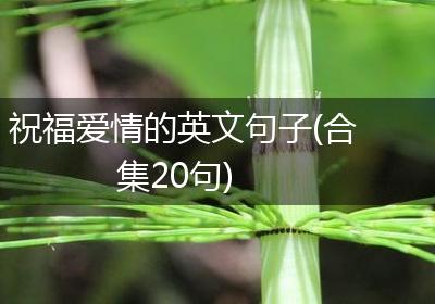 祝福爱情的英文句子(合集20句)