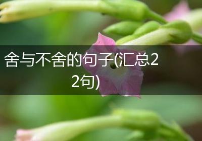 舍与不舍的句子(汇总22句)