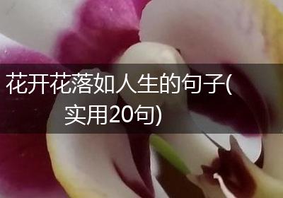 花开花落如人生的句子(实用20句)