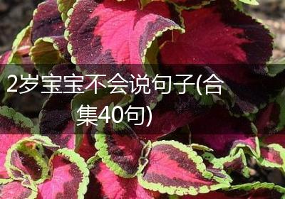 2岁宝宝不会说句子(合集40句)