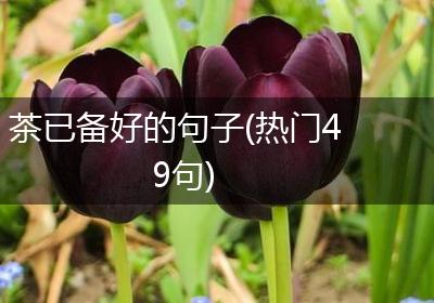 茶已备好的句子(热门49句)