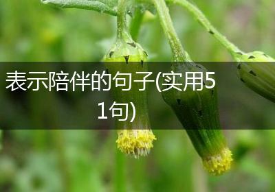 表示陪伴的句子(实用51句)