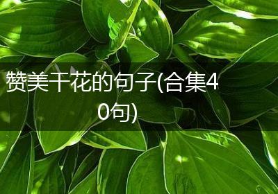 赞美干花的句子(合集40句)