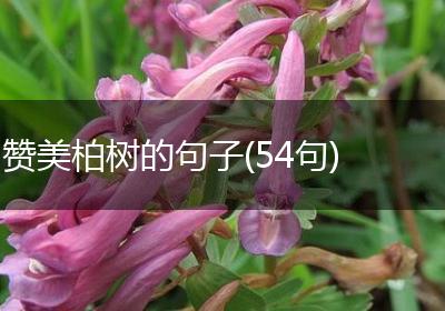 赞美柏树的句子(54句)