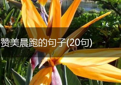 赞美晨跑的句子(20句)