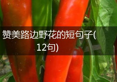 赞美路边野花的短句子(12句)