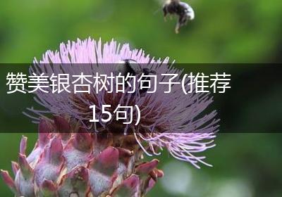 赞美银杏树的句子(推荐15句)